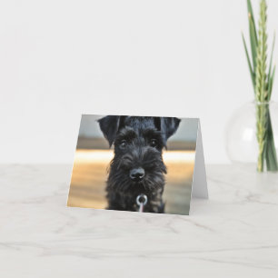 Carte de note Schnauzer miniature #3 - vide