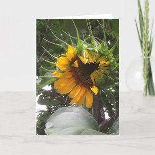 Carte de note timide de tournesol