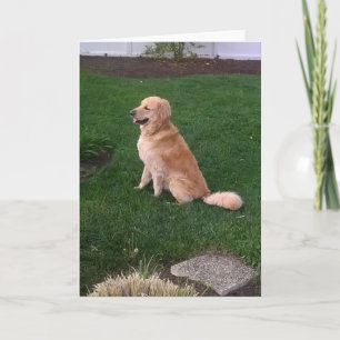 Carte de note vierge avec Jake d'or Retriever