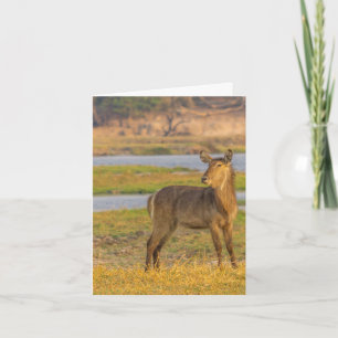 Carte de note vierge - Buck d'eau au Botswana