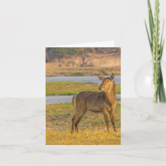 Carte de note vierge - Buck d'eau au Botswana