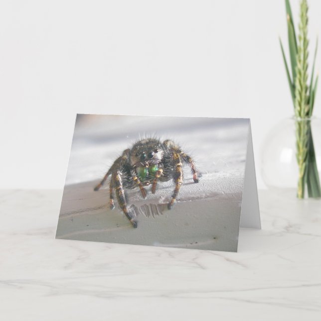 Carte de notes Araignée de saut (Phiddipus audax) (Devant)