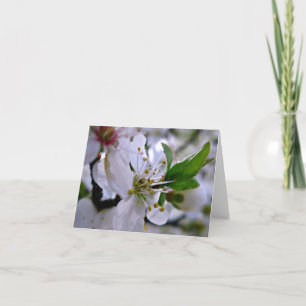 Carte de notes en fleurs de cerisier blanc