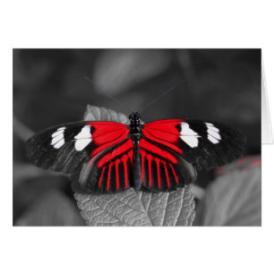 Carte de papillon