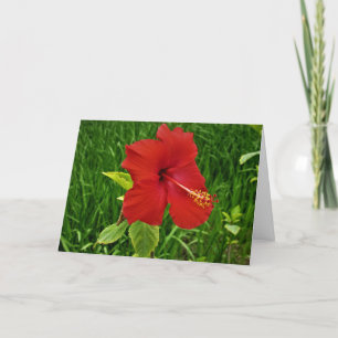 Carte de Pâques "Nebraskan Hibiscus"