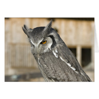 Carte de paysage Scops Owl