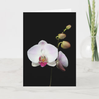 Carte de "Phalaenopsis"