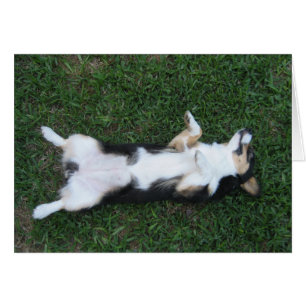 Carte de photo du ventre de Corgi Tricolor