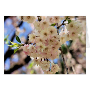 Carte de photographie à fleurs rose