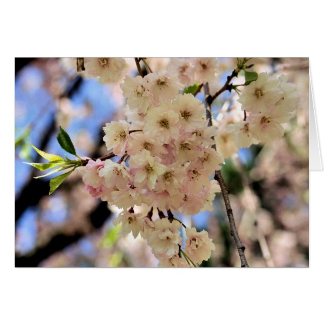 Carte de photographie à fleurs rose (Devant Horizontal)