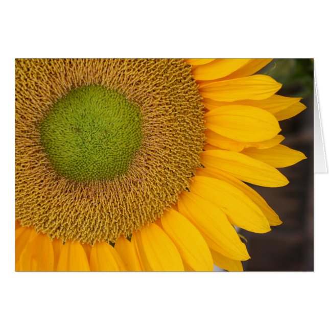 Carte de photographie de fleur de pétales de (Devant Horizontal)