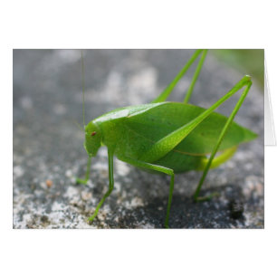 Carte de photographie de nature de sauterelle de