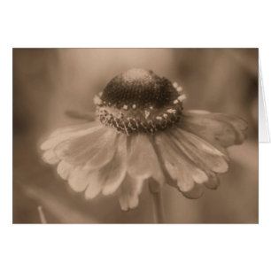 Carte de photographie Fleur Sepia Daisy vieillie