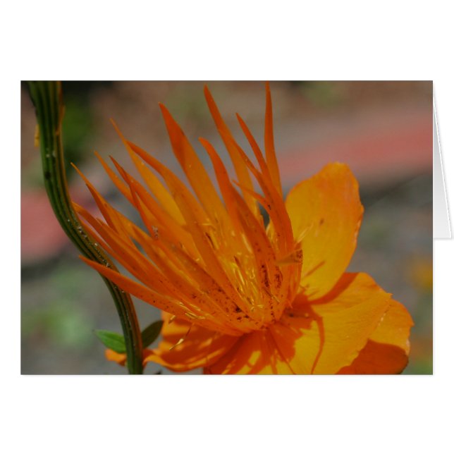 Carte de photographie orange jaune (Devant Horizontal)