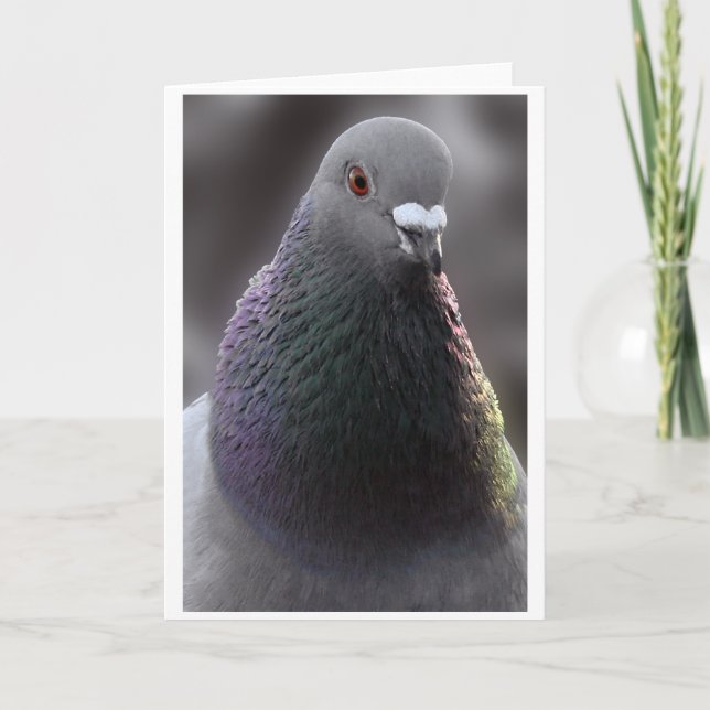 Carte de pigeon de Glasgow (Devant)
