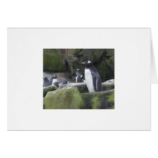 Carte de pingouin vide