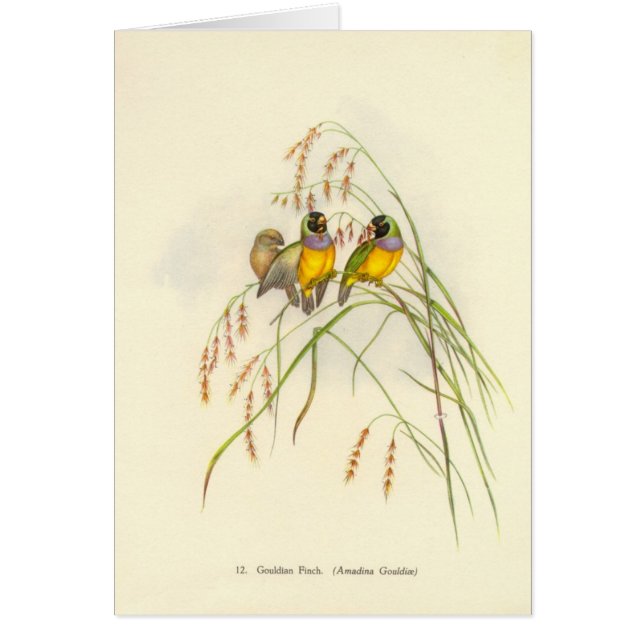 Carte de pinson de Gould - de Gouldian (Devant)