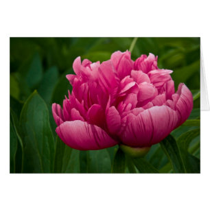 Carte de pivoine