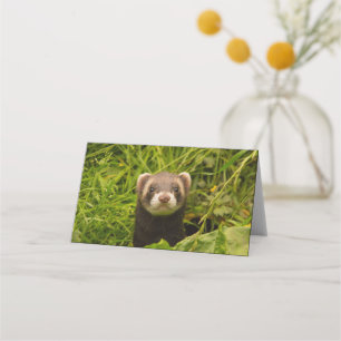Carte De Placement Ferret Brown mignon dans l'herbe photo