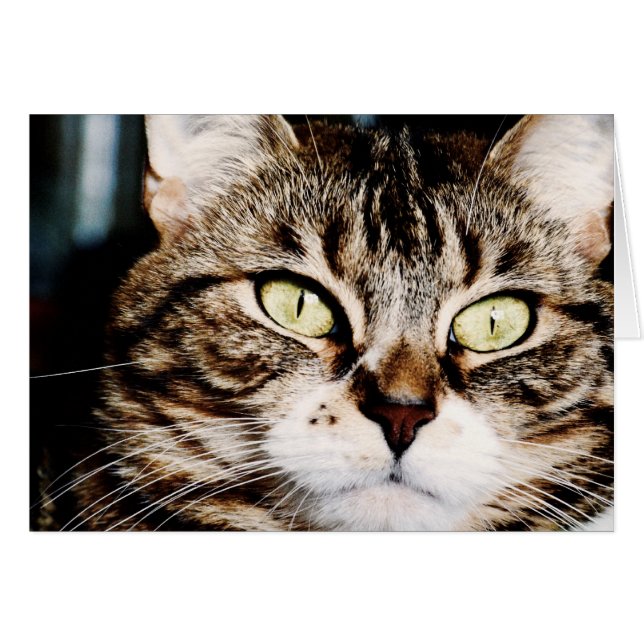 Carte de plan rapproché de plots réflectorisés (Devant horizontal)