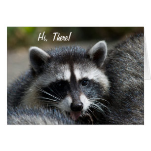 Carte de plan rapproché de raton laveur