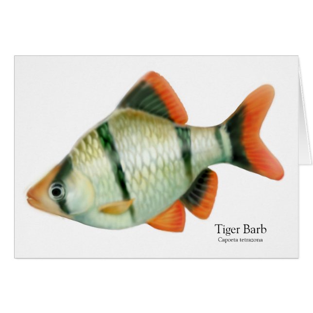 Carte de poisson tropical Tiger Barb (Devant horizontal)