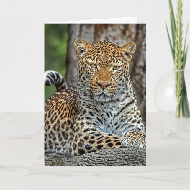 Carte de portrait Leopard (Devant)