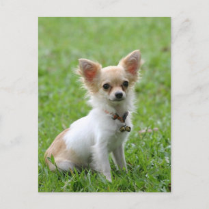 Carte de poste Chihuahua Chiot Chien Cochon
