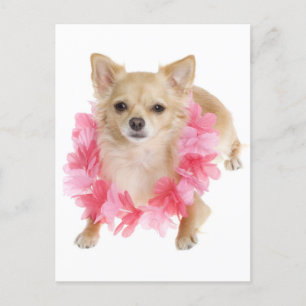 Carte de poste Chihuahua Chiot Chien Cochon