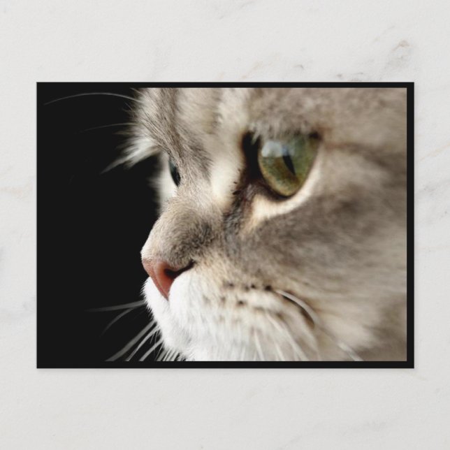 Carte de poste de Kitty à fermeture rapprochée (Devant)