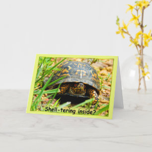 Carte de protection à l'intérieur de la tortue