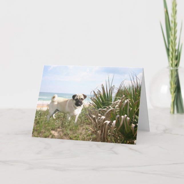 Carte de Pug Beachgrass (Devant)