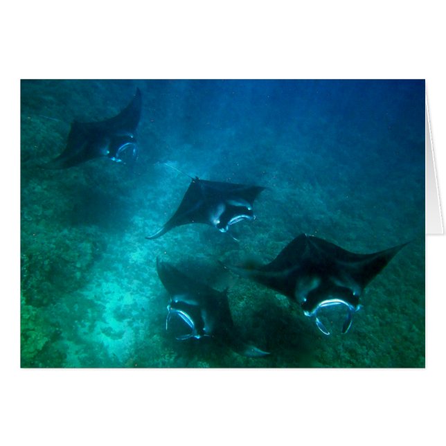 Carte de rayon de Manta (Devant horizontal)