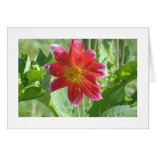 CARTE DE REMARQUE/DAHLIA ROUGE ROUGE ROUGE ROUGE/P