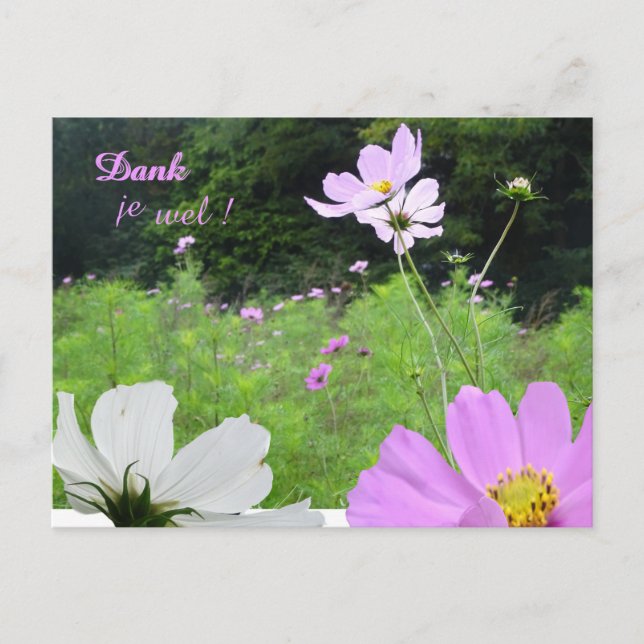 Carte de remerciement Cosmea, champ de fleurs sauv (Devant)