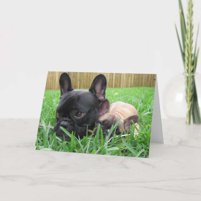 Carte De Remerciements 2 bouledogues français dans l'herbe (Devant)