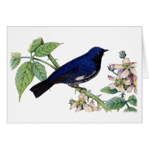 Carte de remerciements à ornithologie noire