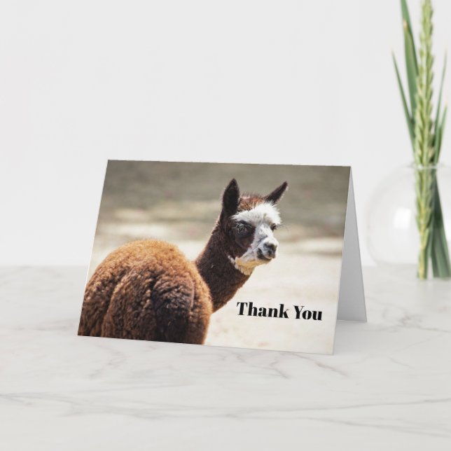 Carte De Remerciements Alpaca photo d'animaux Brown et blancs (Devant)