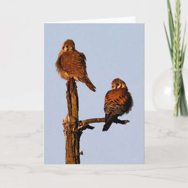 Carte de remerciements américaine Kestrel Mates (Devant)