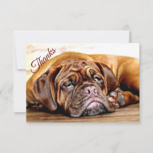 Carte De Remerciements Amusants dormant Grumeur Chien animal animal anima
