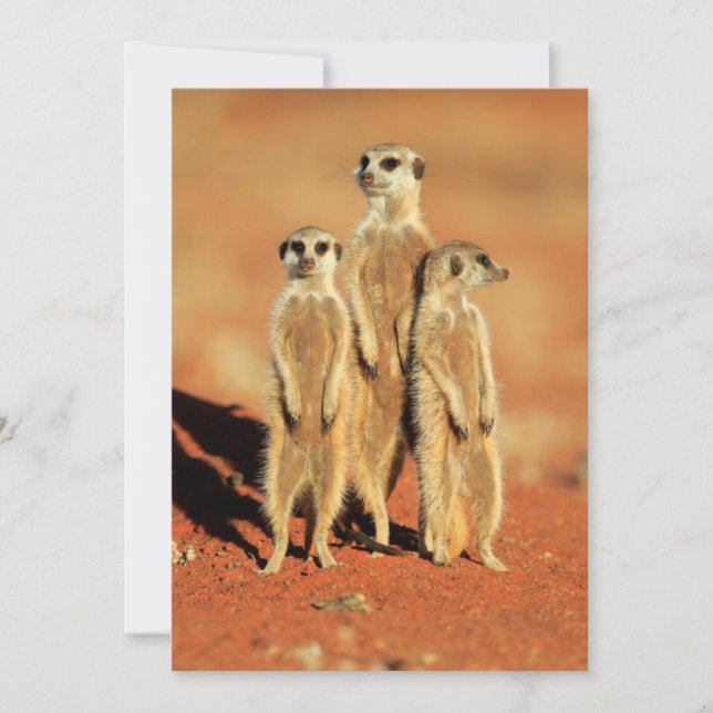 Carte De Remerciements Animaux de bébés cutest | 3 Meerkats (Devant)