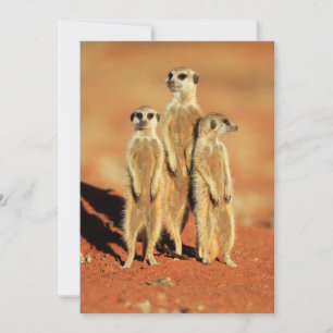 Carte De Remerciements Animaux de bébés cutest   3 Meerkats