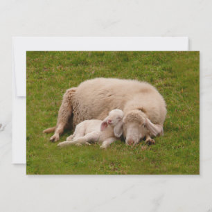 Carte De Remerciements Animaux de bébés cutest   Agneau dormant souriant
