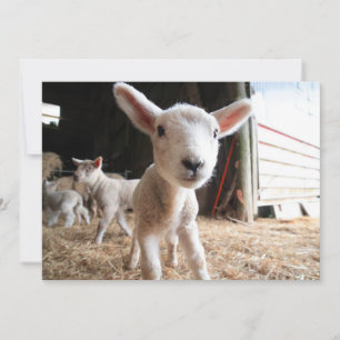 Carte De Remerciements Animaux de bébés cutest   Agneau mignon dans une f