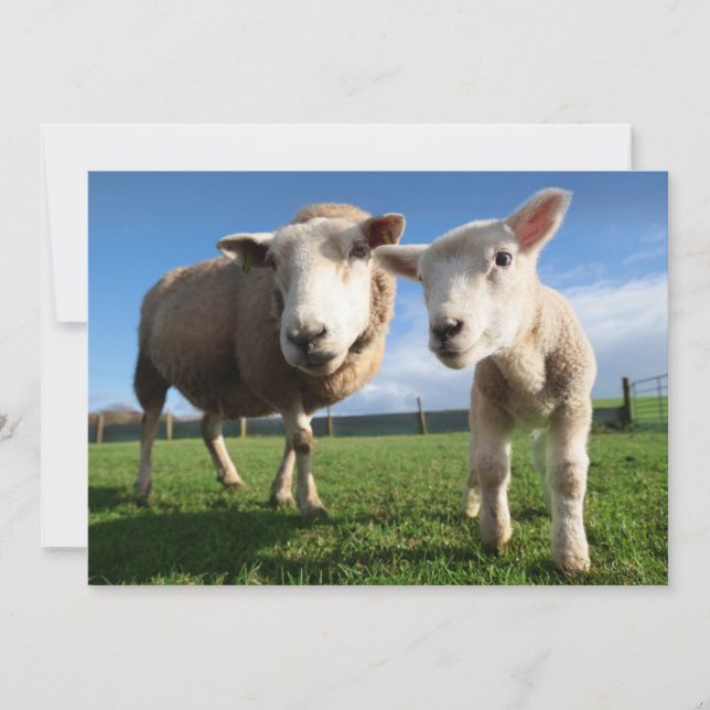 Carte De Remerciements Animaux de bébés cutest | Agneau nouveau-né & mama (Devant)