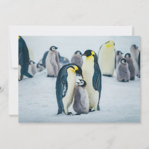 Carte De Remerciements Animaux de bébés cutest   Alimentation de pingouin