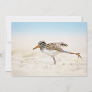 Carte De Remerciements Animaux de bébés cutest   American Oystercatcher C