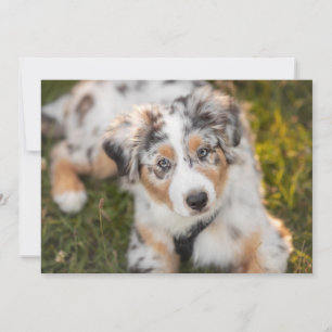 Carte De Remerciements Animaux de bébés cutest   Australian Shepherd Pupp