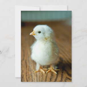 Carte De Remerciements Animaux de bébés cutest   Baby Chick