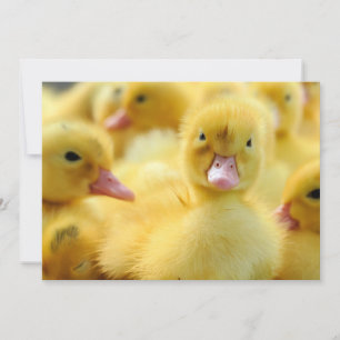 Carte De Remerciements Animaux de bébés cutest   Baby Duck Group